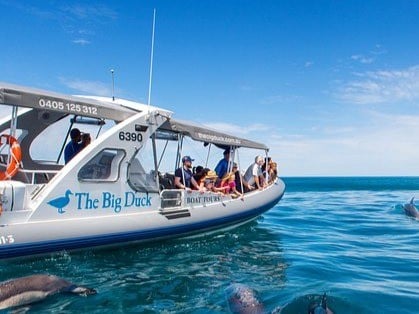 The Big Duck boat on the water off Wirrina Cove with a dolphin alongside