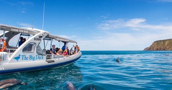 Big Duck Tours with passengers on deck watches a pod of dolphins swimming in clear blue water near a headland.