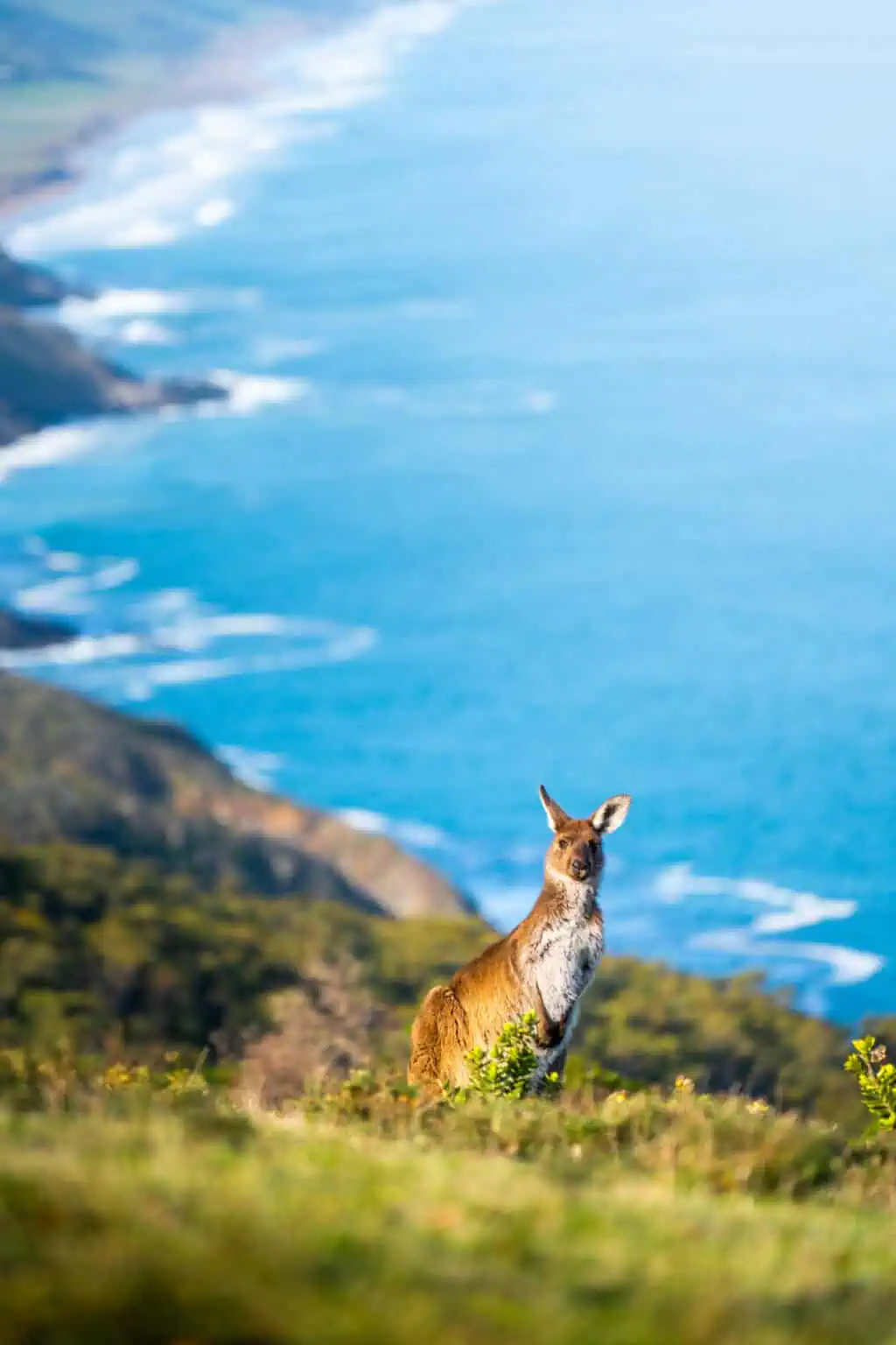 Kangaroo at Deep Creek National Park, Fleurieu Peninsula