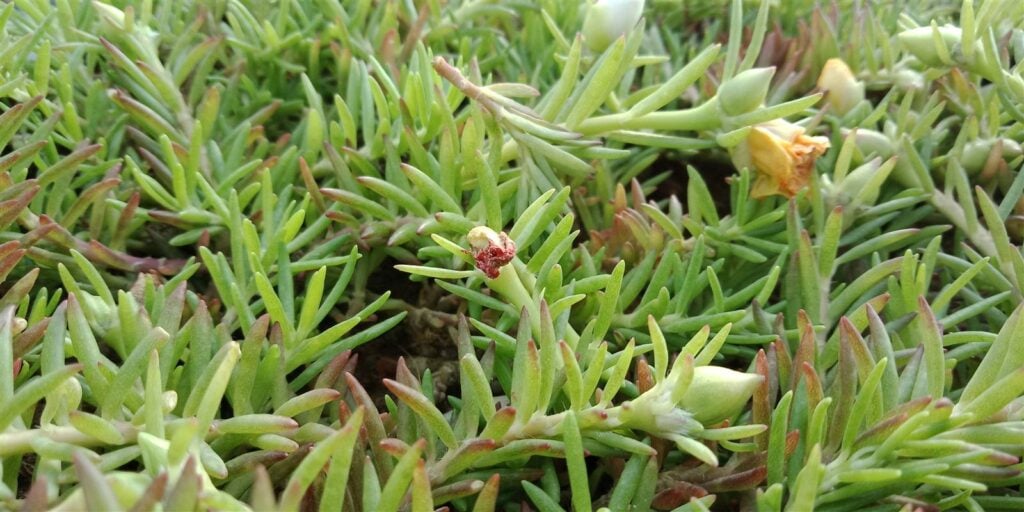 Native coastal succulent buds foraged along the Fleurieu Peninsula