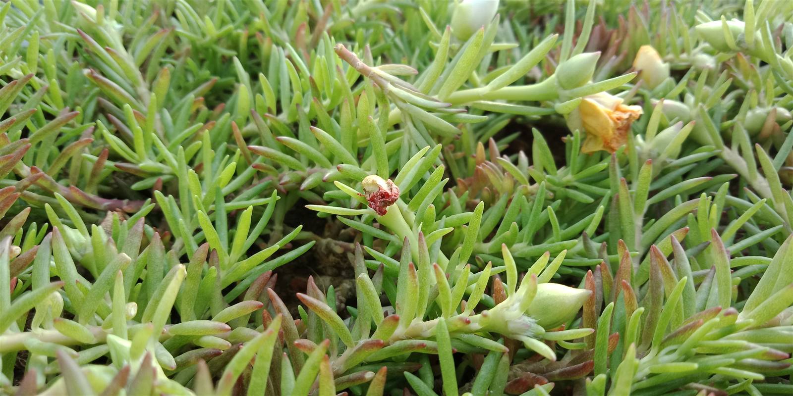 Native coastal succulent buds foraged along the Fleurieu Peninsula
