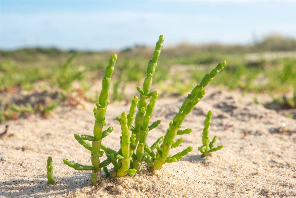Samphire (salicornia) growing wild along the coast