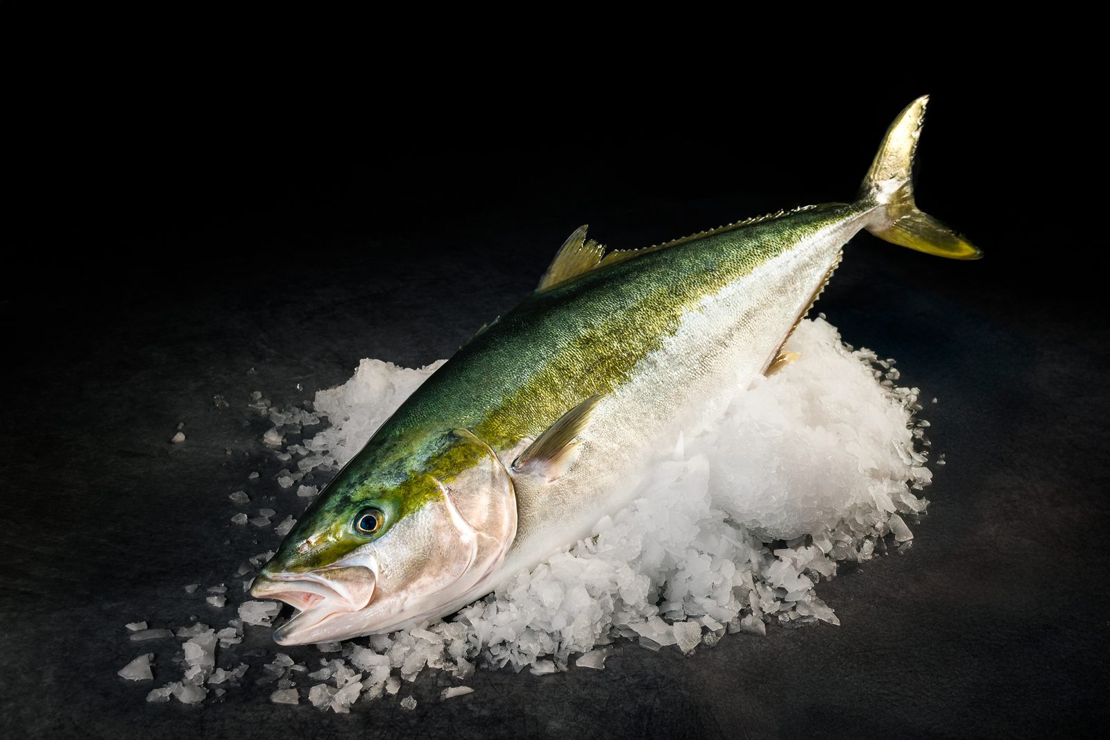 A whole South Australian kingfish on crushed ice